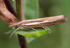 Zünsler (Agriphila)